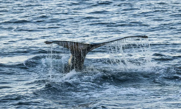 南极Megaptera Novaeangliae鲸鱼潜水 — 图库照片