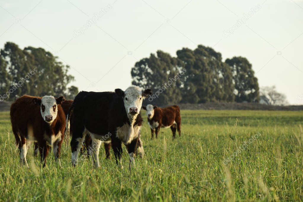 Steers feeding on natural grass, Buenos Aires Province, Argentina