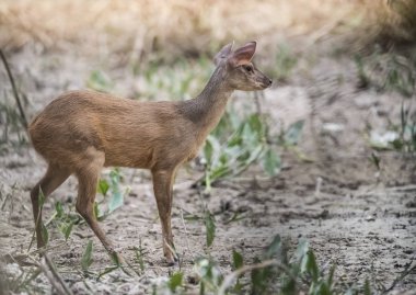  Gray Brocket, Mazama gouazoubira, Mato Grosso, Brezilya