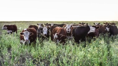 Arjantin kırsalında inekler, Pampas, Arjantin