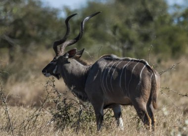 Daha büyük kudu, Kruger Ulusal Parkı, Güney Afrika