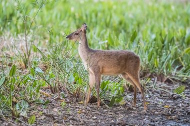  Gray Brocket, Mazama gouazoubira, Mato Grosso, Brezilya