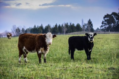 Buenos Aires Eyaleti, Arjantin 'de doğal çimlerle beslenen öküzler