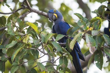 Hyacinth Macaw, Pantanal Forest, Brezilya