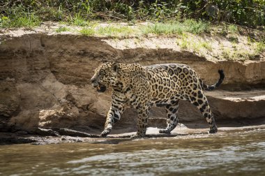 Cuiaba Nehri kıyısında Jagual yürüyüşü, Pantanal, Brezilya