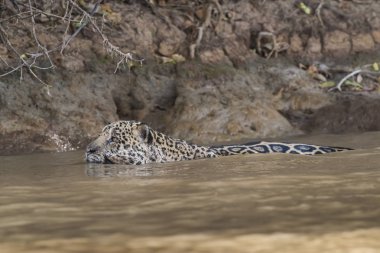 Cuiaba Nehri kıyısında yüzen Jaguar, Pantanal, Brezilya
