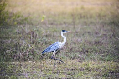 Otlak ortamında beyaz boyunlu balıkçıl, Pantanal , Brezilya