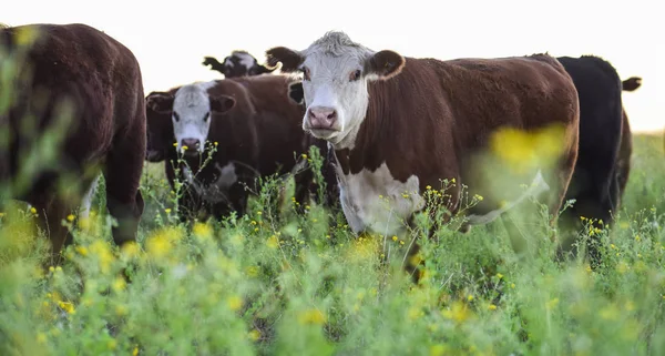 Lenkt Die Fütterung Von Naturrasen Buenos Aires Provinz Argentina — Stockfoto