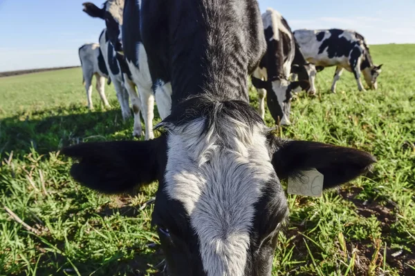 Vacche Latte Nella Campagna Pampas Patagonia Argentina — Foto Stock