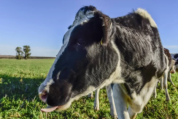 Γαλακτοκομική Αγελάδα Στην Ύπαιθρο Της Πάμπας Παταγονία Αργεντινή — Φωτογραφία Αρχείου