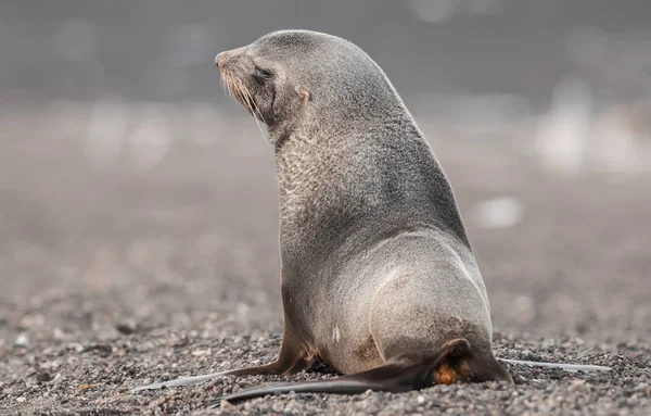 Antarktisk Pelssæl Arctophoca Gazella Strand Antarktis - Stock-foto