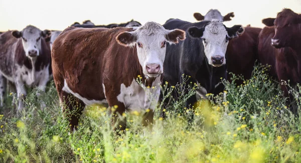 Vacas Leiteiras Misiones Patagônia Argentina — Fotografia de Stock