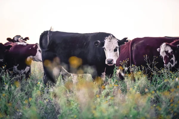 Vacas Campo Argentino Pampas Argentina — Fotografia de Stock