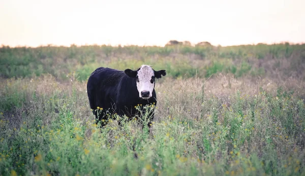 阿根廷潘帕斯 阿根廷农村的奶牛 — 图库照片