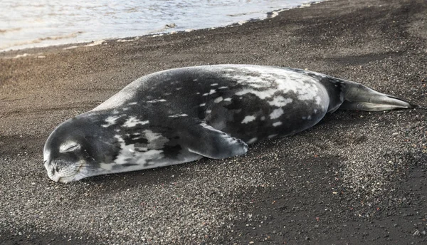 Weddell Seal Resting Antarctica Beach Antarctic Peninsula — Stock Photo, Image