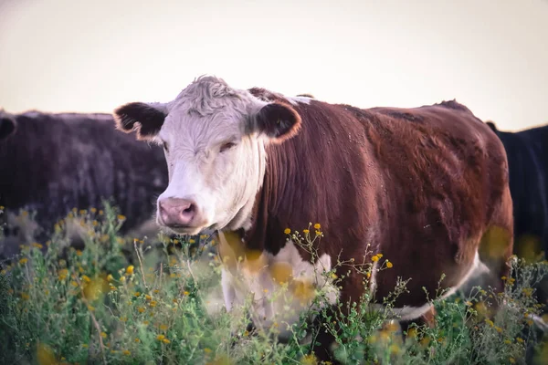 Kühe Der Argentinischen Landschaft Pampa Argentinien — Stockfoto