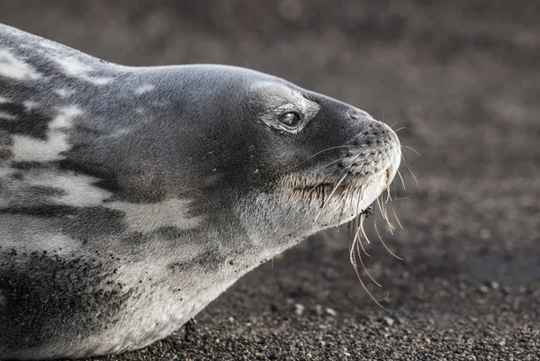 Weddell Seal Resting Antarctica Beach Antarctic Peninsula — Stock Photo, Image