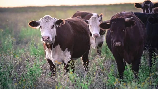 Kühe Der Argentinischen Landschaft Pampa Argentinien — Stockfoto