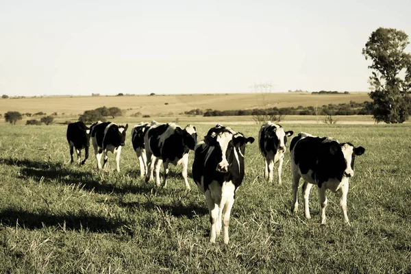 Krowy Wsi Argentynie Pampas Argentyna — Zdjęcie stockowe
