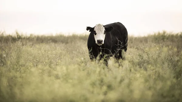 Αγελάδες Στην Ύπαιθρο Της Αργεντινής Πάμπας Αργεντινή — Φωτογραφία Αρχείου