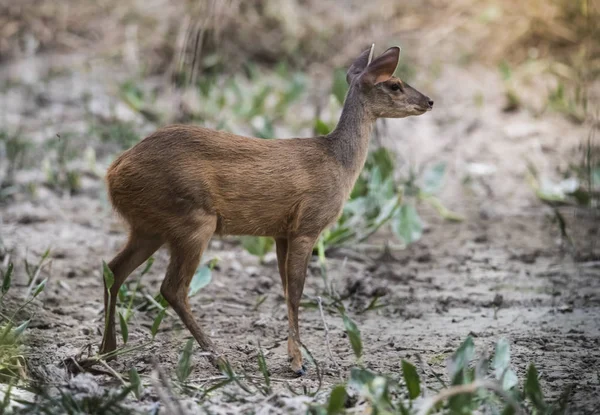 Gray Brocket Mazama Gouazoubira Mato Grosso Brasil — Fotografia de Stock