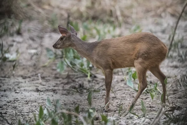 Gray Brocket Mazama Gouazoubira Mato Grosso Brésil — Photo