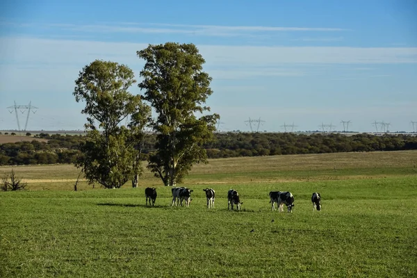 Krowy Wsi Argentynie Pampas Argentyna — Zdjęcie stockowe