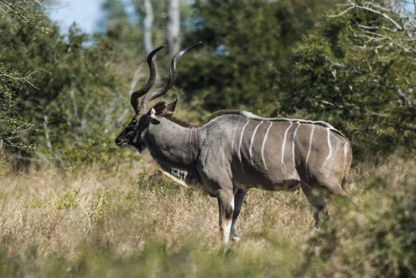 Greater Kudu Kruger国家公园 — 图库照片