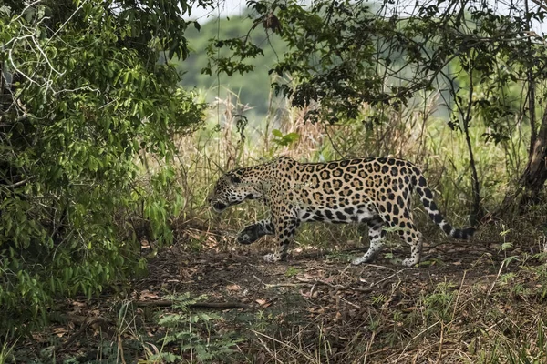 Jaguar Salvaje Panthera Onca Ambiente Forestal Pantanal Brasil — Foto de Stock