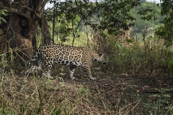 Wild Jaguar Panthera Onca Δασικό Περιβάλλον Pantanal Βραζιλία — Φωτογραφία Αρχείου