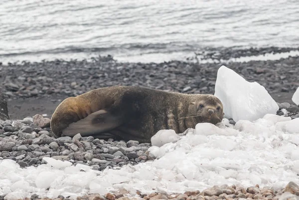 Foca Pelliccia Antartica Arctophoca Gazella Sulla Spiaggia Antartico — Foto Stock