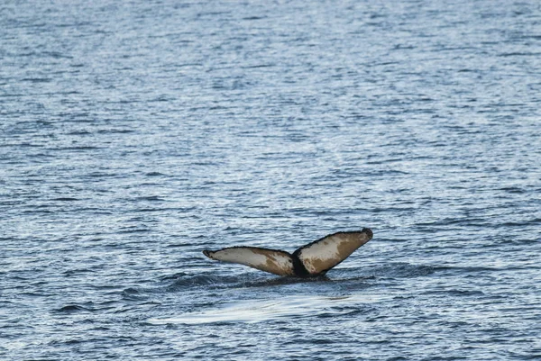 Mergulho Baleias Megaptera Novaeangliae Antártida — Fotografia de Stock