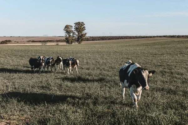 Vacas Lecheras Campiña Pampeana Patagonia Argentina — Foto de Stock