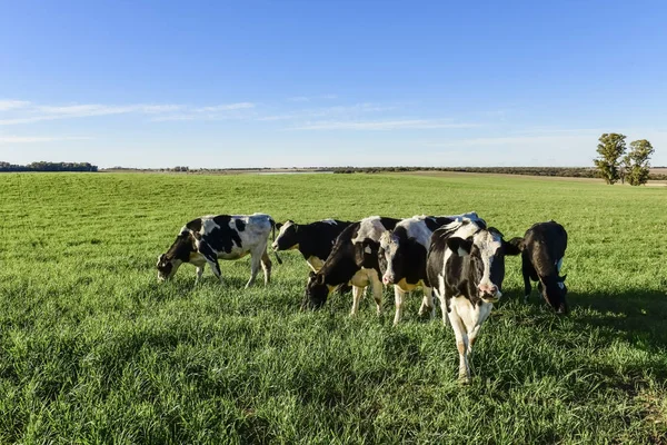 Vacas Lecheras Campiña Pampeana Patagonia Argentina — Foto de Stock