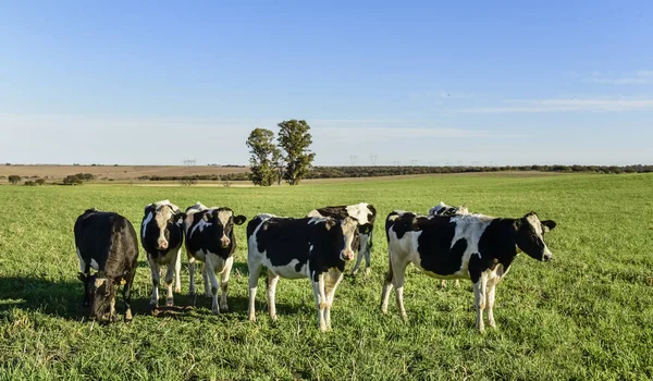 Vacas Leiteiras Misiones Patagônia Argentina — Fotografia de Stock