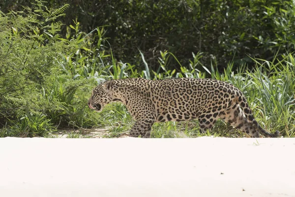 Caminata Jagual Orillas Del Río Cuiaba Pantanal Brasil — Foto de Stock