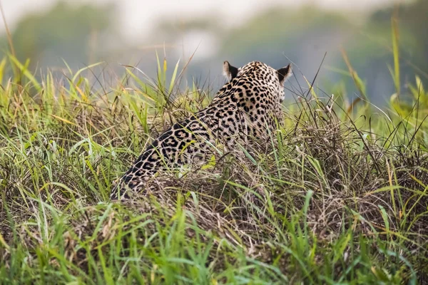 Caminata Jagual Orillas Del Río Cuiaba Pantanal Brasil — Foto de Stock