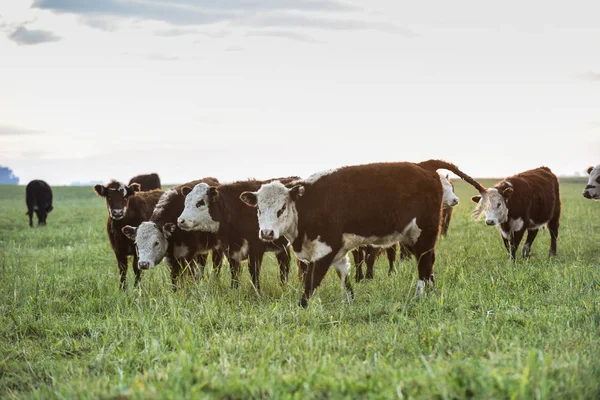 Novilhos Alimentando Grama Natural Província Buenos Aires Argentina — Fotografia de Stock