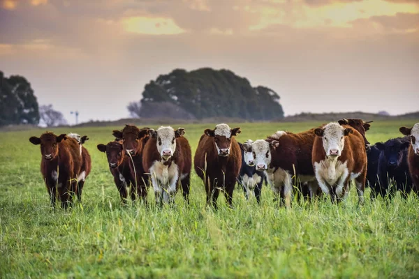 Woły Żywiące Się Trawą Naturalną Buenos Aires Argentyna — Zdjęcie stockowe