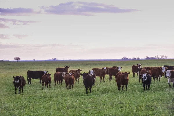 Dirigentes Alimentándose Pasto Natural Provincia Buenos Aires Argentina — Foto de Stock