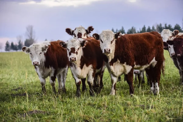 Steers Feeding Natural Grass Buenos Aires Province Argentina — Stock Photo, Image