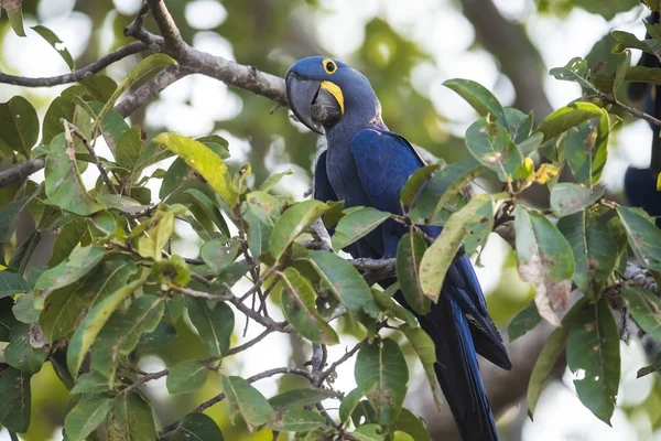 Hyacinth Macaw, Pantanal Forest, Brazil