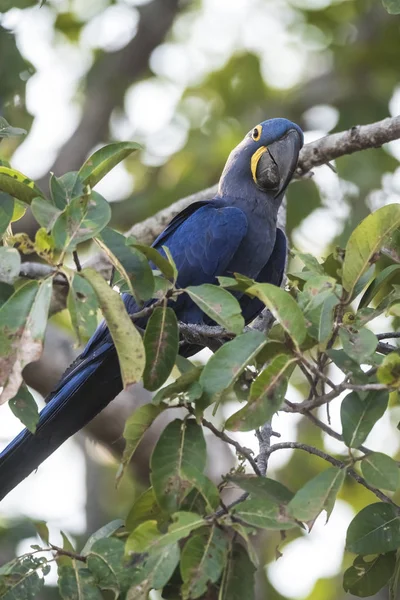 Hyacinth Macaw Pantanal Forest Brazil — Stock Photo, Image