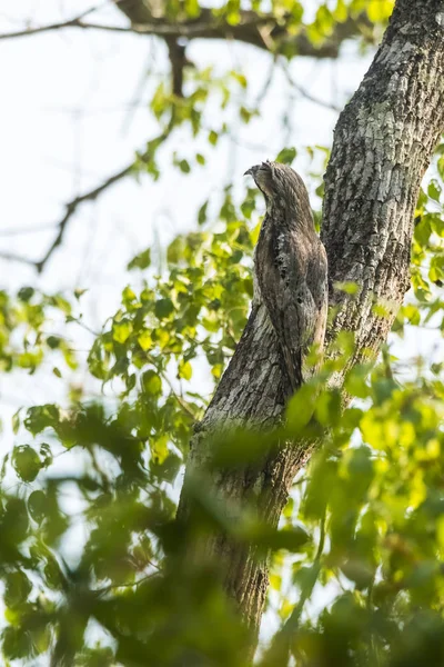 Common Potoo Nyctibius Griseus Pantanal Magrossense Brazil — Stock Photo, Image