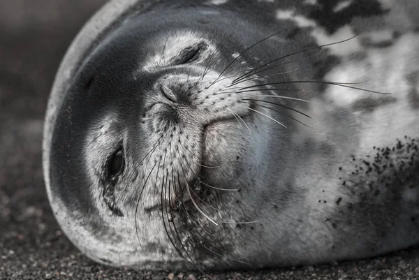 Weddell Seal Resting Antarctica Beach Antarctic Peninsula — Stock Photo, Image