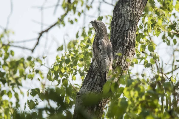 Common Potoo Nyctibius Griseus Pantanal Magrossense — 图库照片