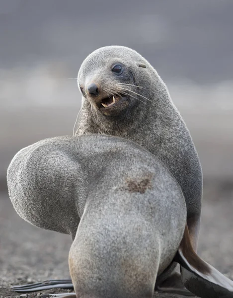 Antarctic Fur Seals Arctophoca Gazella Beach Antarctic — Stock Photo, Image