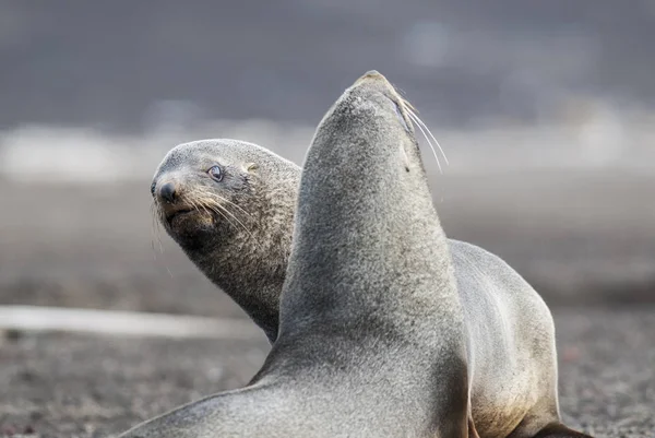 Foglie Pelo Antartico Arctophoca Gazella Sulla Spiaggia Antartico — Foto Stock