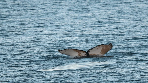 Whale Diving Megaptera Novaeangliae Antarctica — Stock Photo, Image