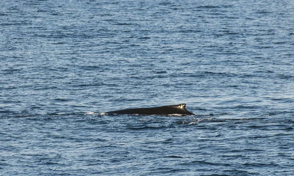 Nurkowanie Wielorybów Megaptera Novaeangliae Antarktyda — Zdjęcie stockowe